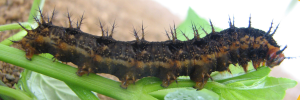 Larvae